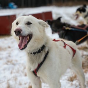 Alaskan Husky in Eureka