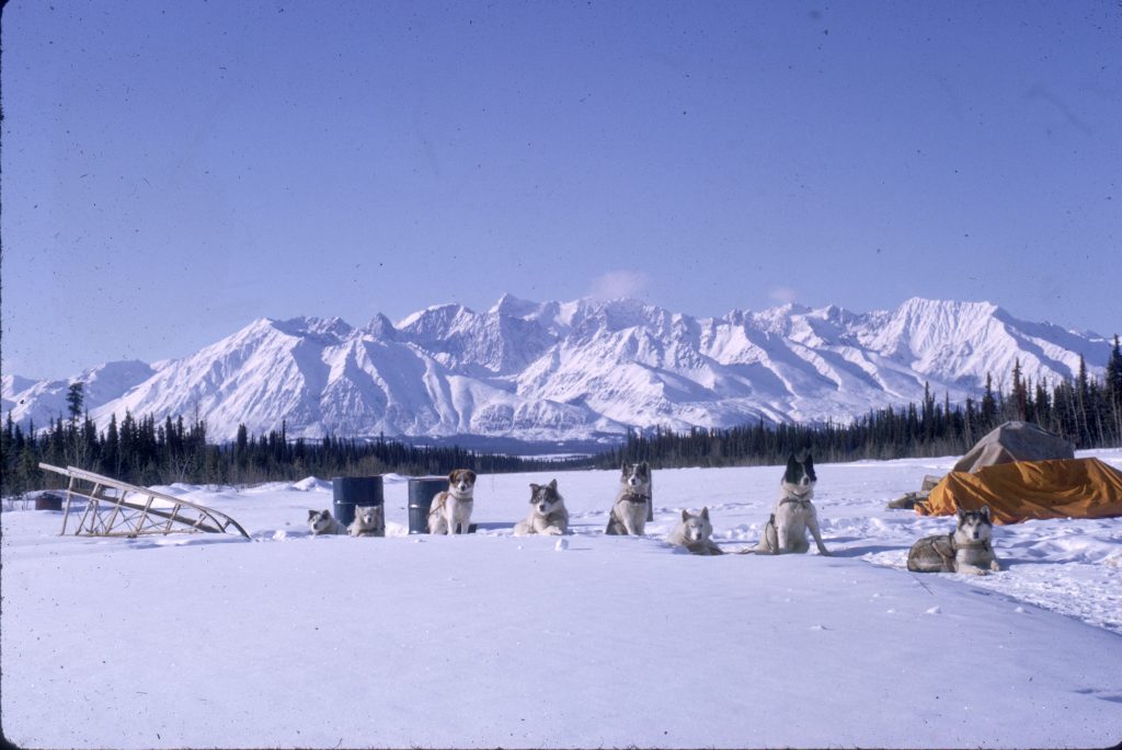 Alaskan Sled Dogs
