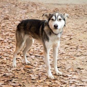 One Year Old Alaskan Husky In Fairbanks Alaska