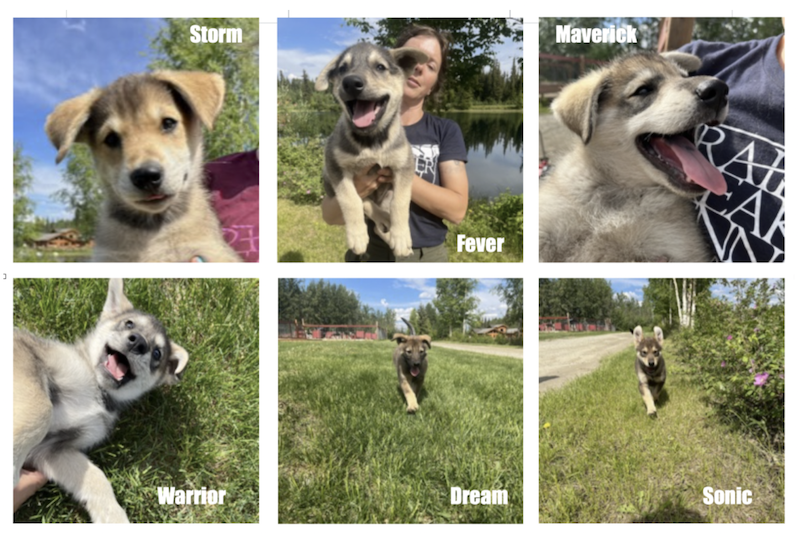 Litter of Trail Breaker Kennel Alaskan Husky Puppies in Fairbanks Named After NBA Teams.