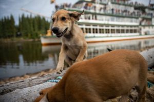 Summer riverboat discovery tour family friendly in Fairbanks with puppies.