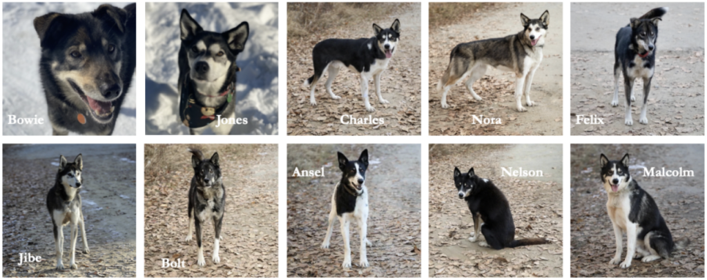 Yukon Quest Mushing Team 2023