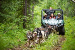 Summer Famiy Friendly Dog Sledding Experience 