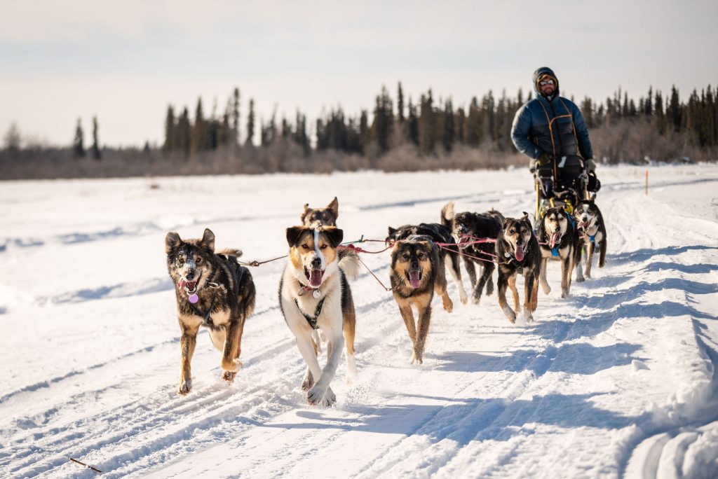 Dog Sledding In Alaska with a professional Mushing Alaskan Husky Dog Sled Team