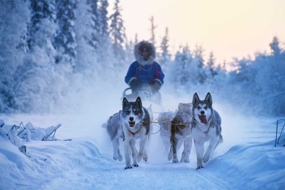 Winter Sled Dog Ride Fairbanks Alaska