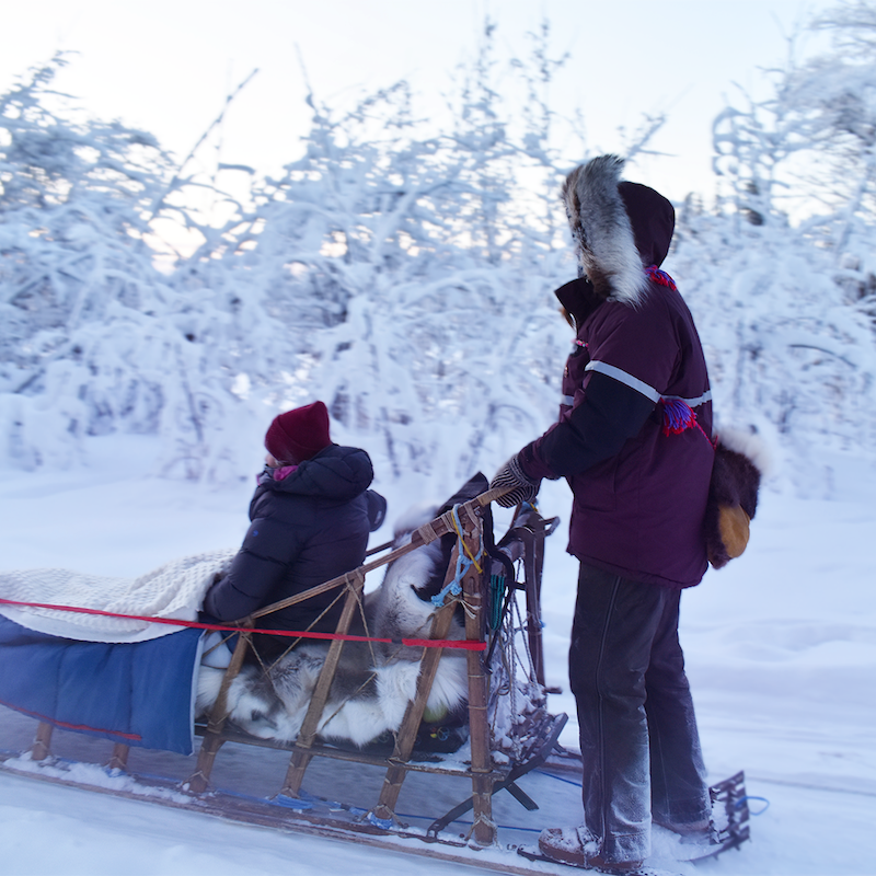 Winter sled dog Tour