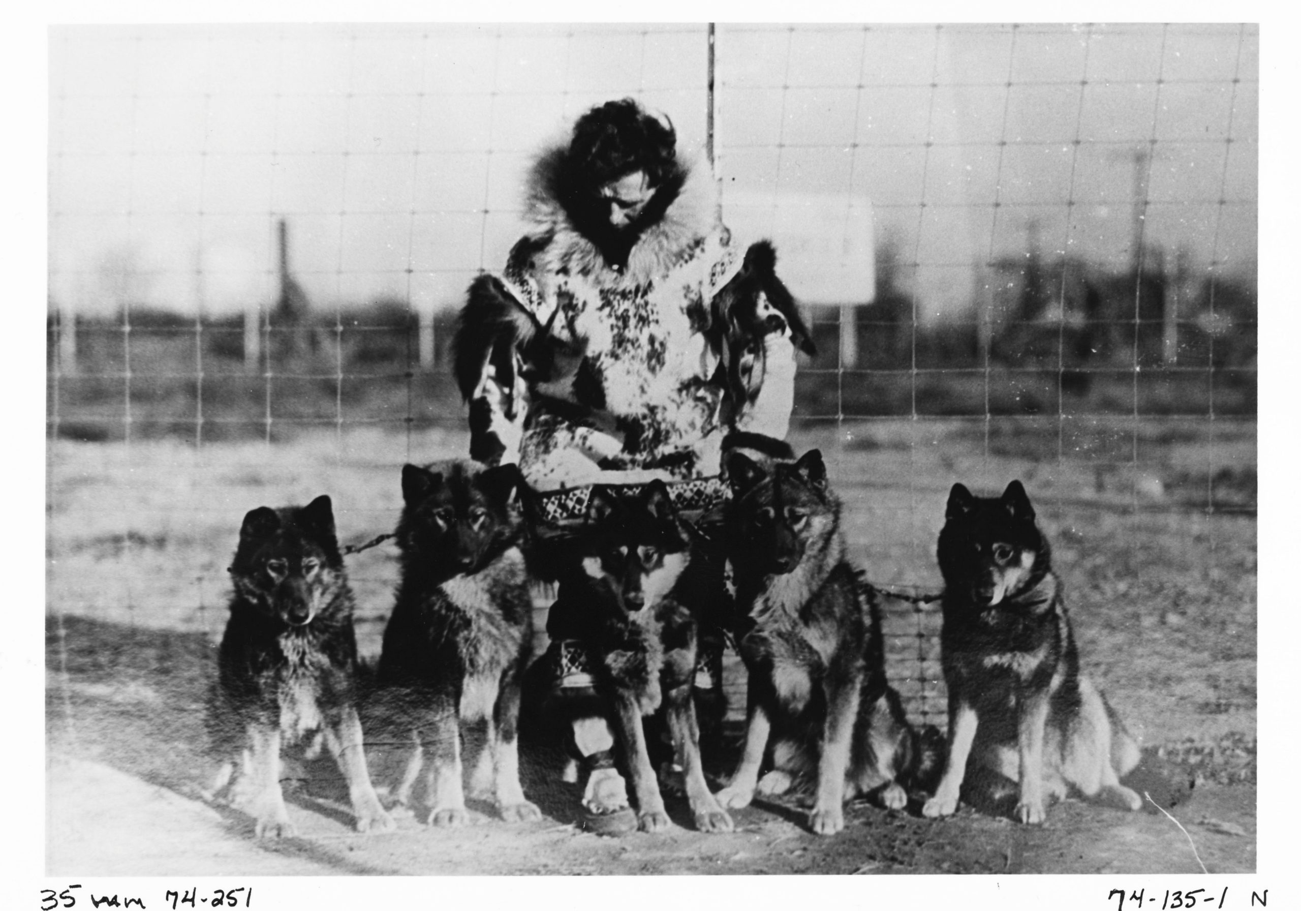 Alaskan Huskies with Musher