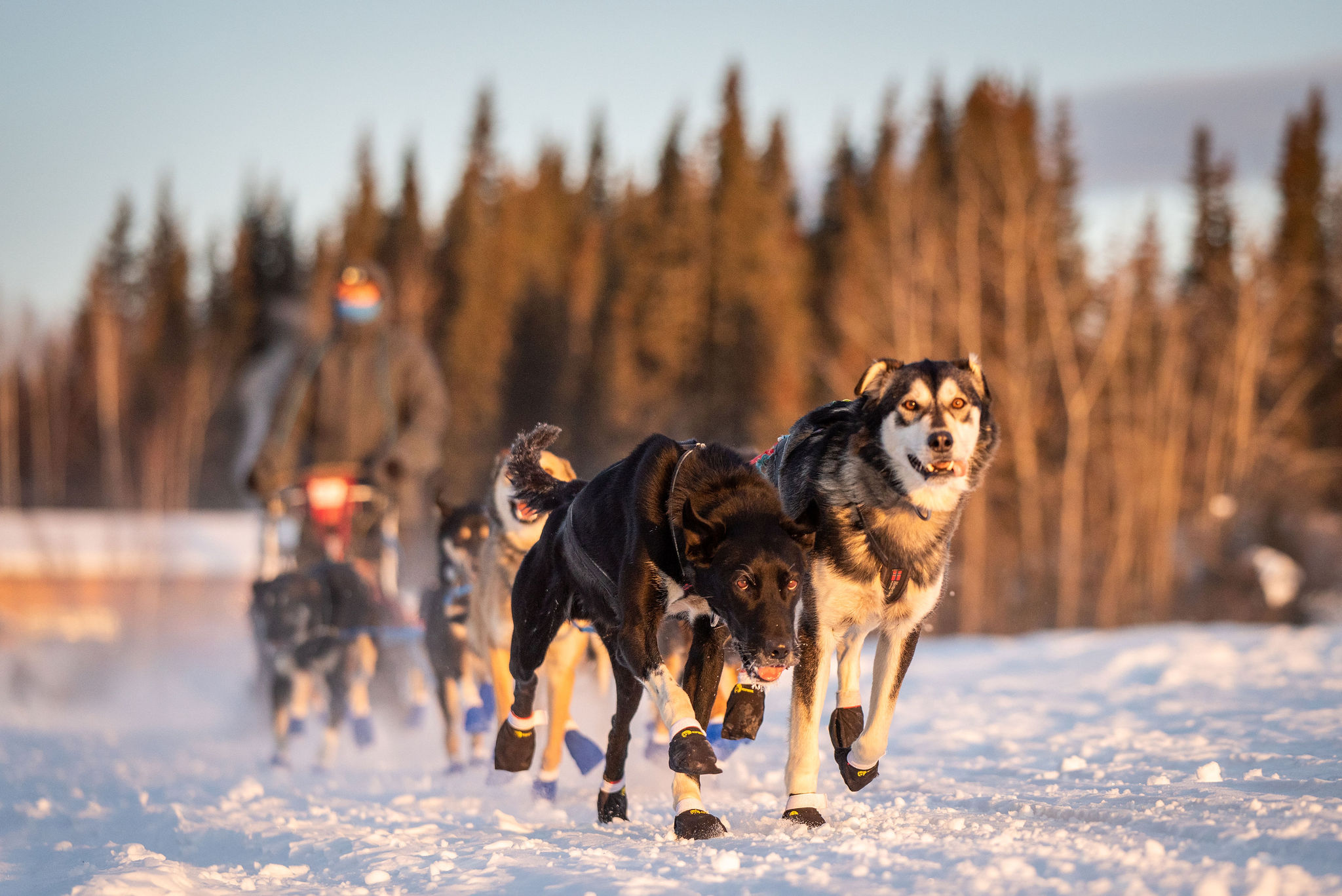 ©whitneymclaren 2023 Iditarod 4156